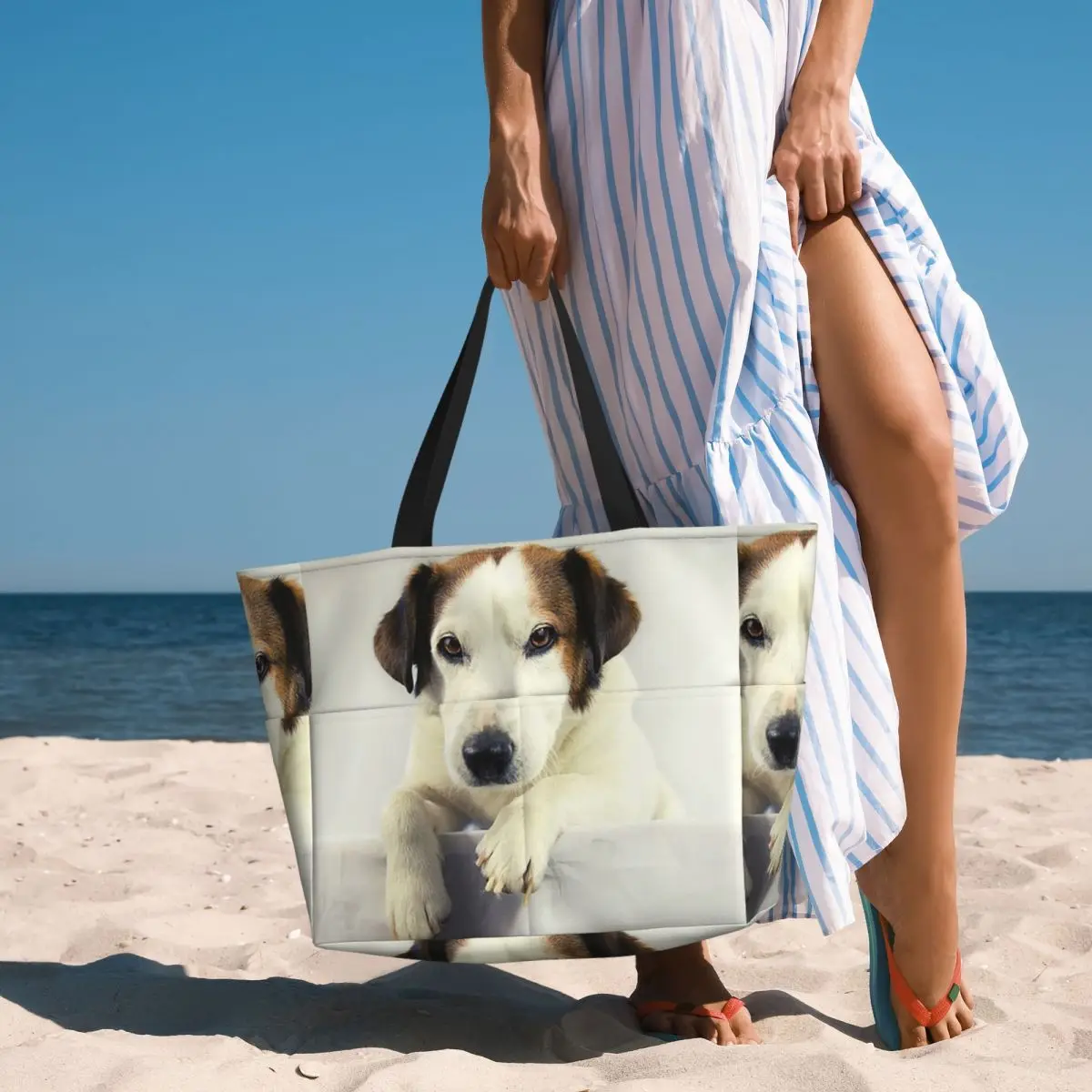 Dog Jack Russell Terrier Photo – Yoga Fitness Photos Bewertung und Preis